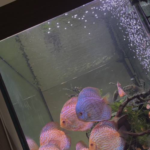 Discus adultes