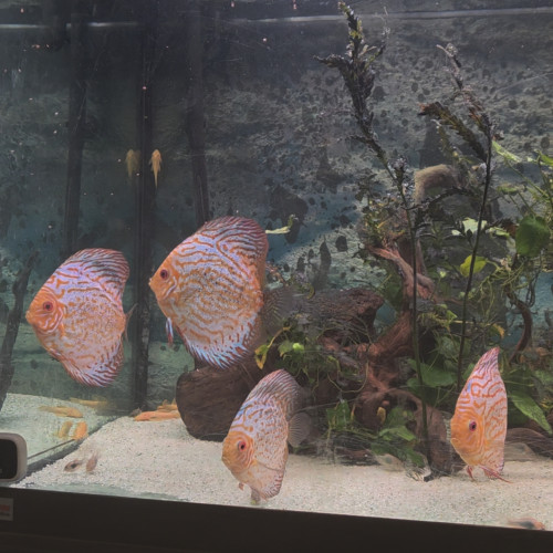 Discus adultes