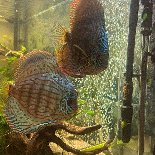 Discus adultes
