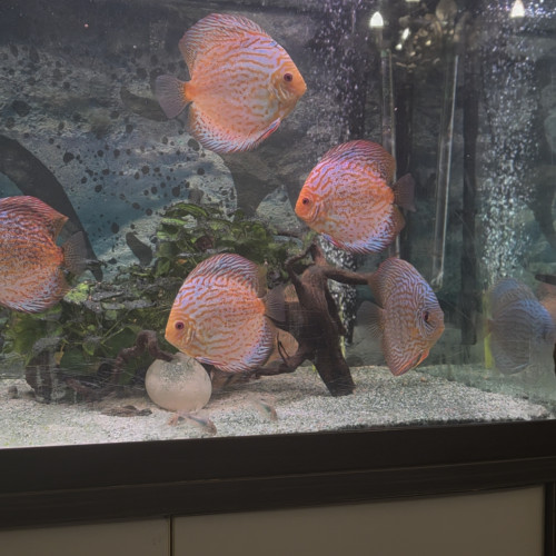 Discus adultes