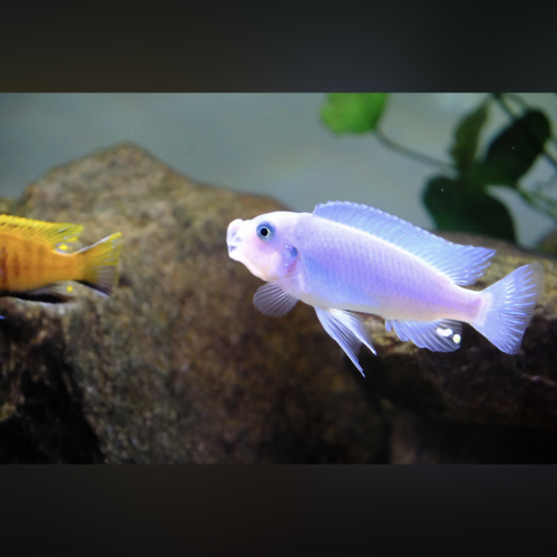 Metriaclima caillanos nkhata bay f1