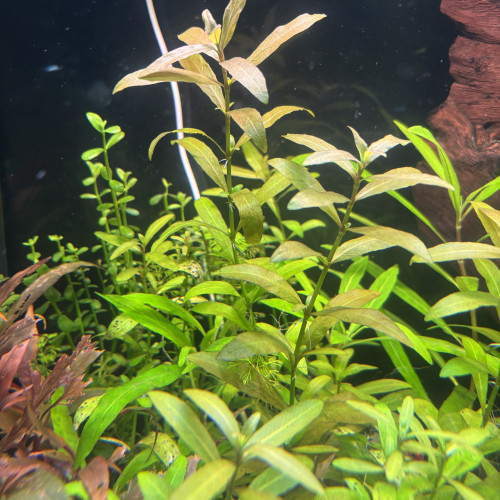 :    Hygrophila polysperma Var.