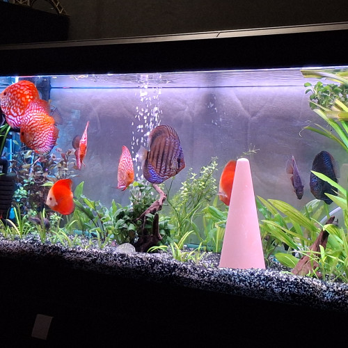 Discus