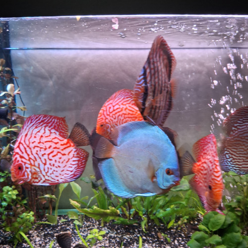 Discus