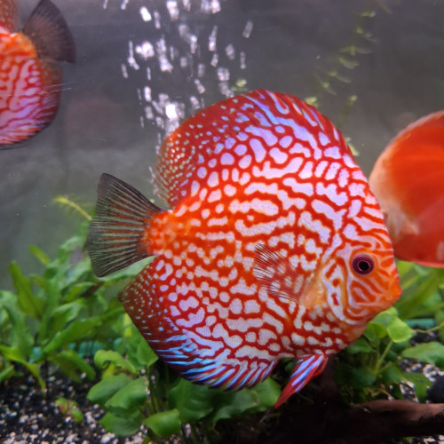 Discus