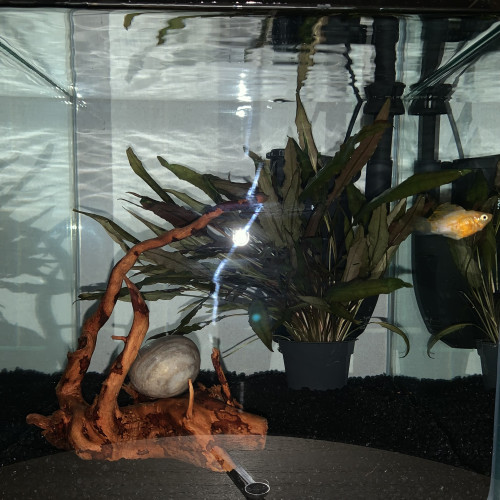 Aquarium 14 litres avec lampe