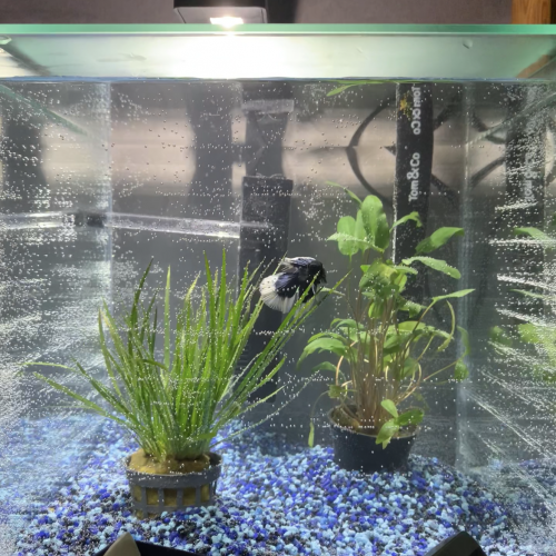 Aquarium 14 litres avec lampe