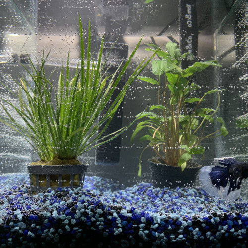Aquarium 14 litres avec lampe