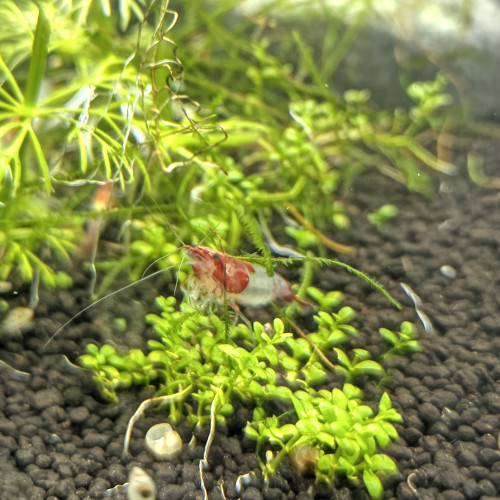 Neocaridina red rili