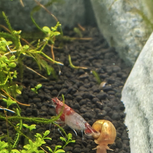 Neocaridina red rili