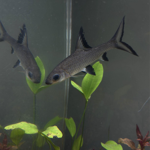 Poisson requin bala