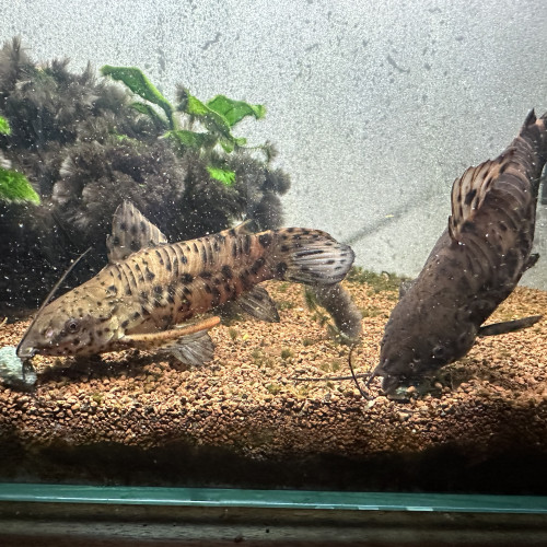 Hoplosternum thoracatum (Poissons chats cuirassés)