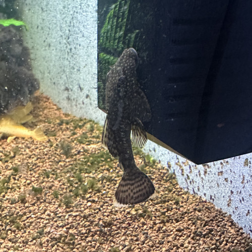 Ancistrus