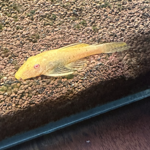 Ancistrus