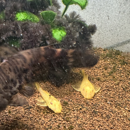 Ancistrus