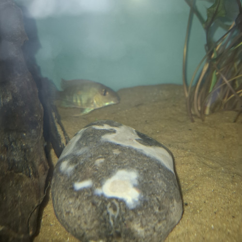 geophagus red head