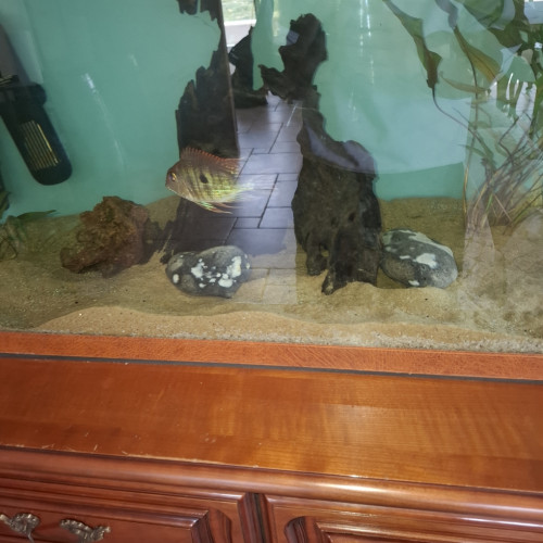geophagus red head