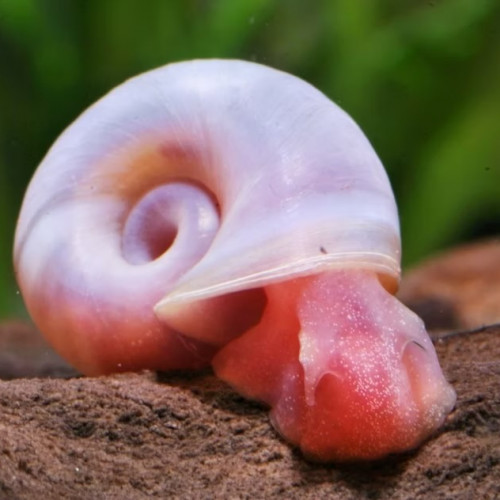 Planorbe