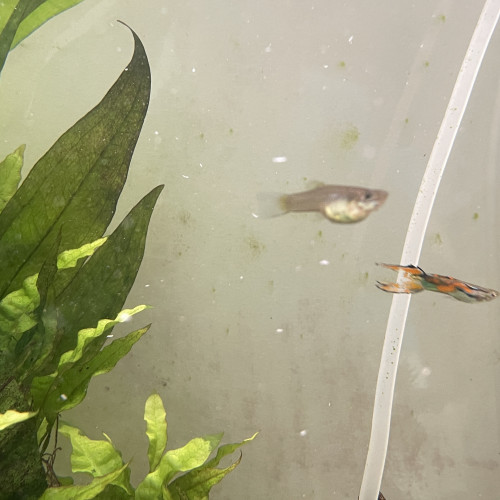 Guppy endler mâle et/ou femelle