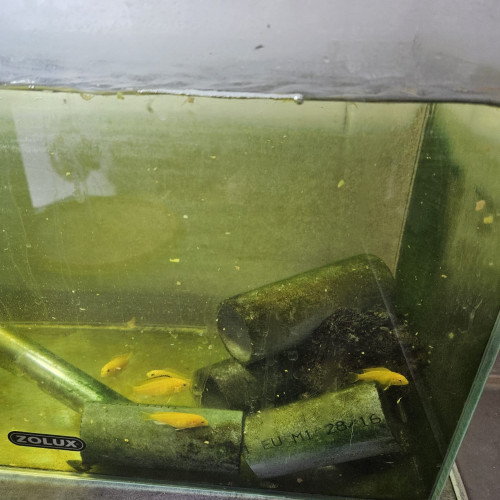 Je vends labidos caerelus cause surpop