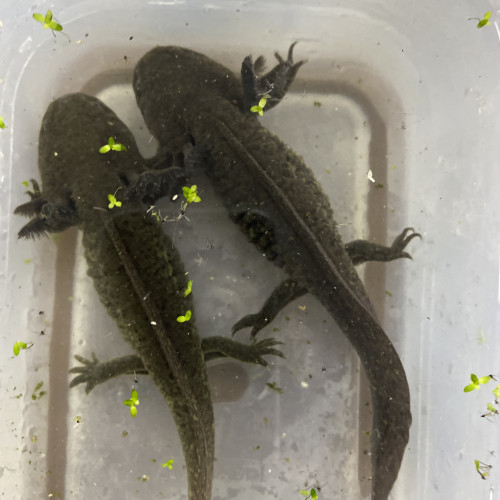 Axolotls leucistiques et sauvages