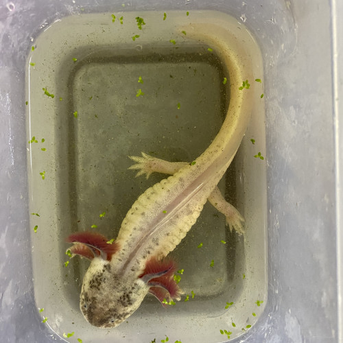 Axolotls leucistiques et sauvages