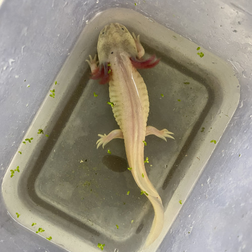 Axolotls leucistiques et sauvages