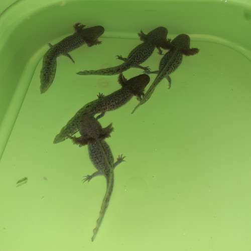 Axolotls