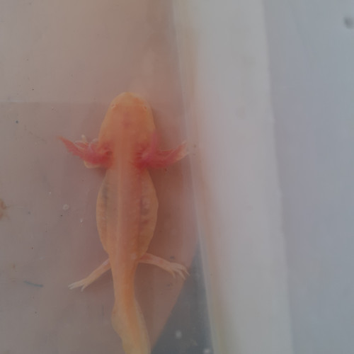 Axolotls