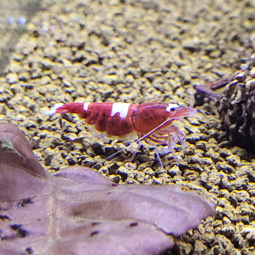 Caridina Red ruby