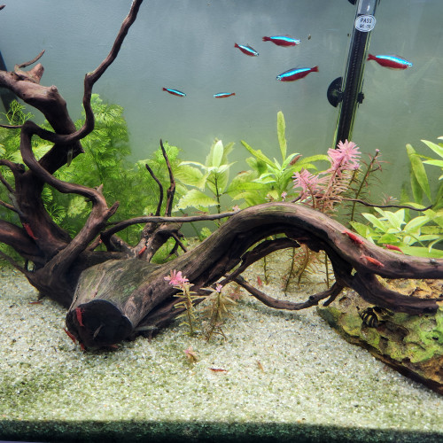 Don crevettes Red Cherry (Neocardina)
