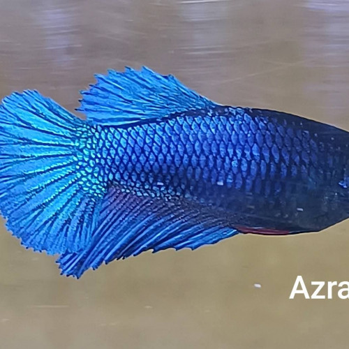 Azraël - betta splendens