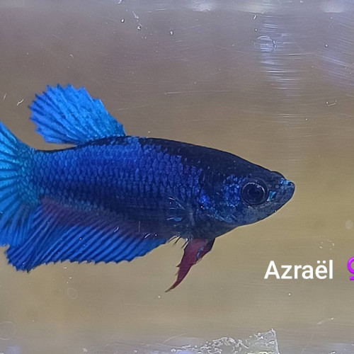 Azraël - betta splendens