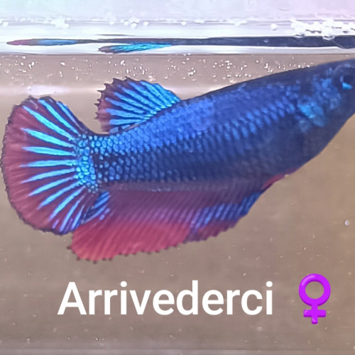 Arrivederci