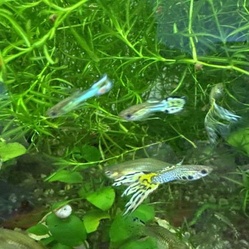 Guppies léopard