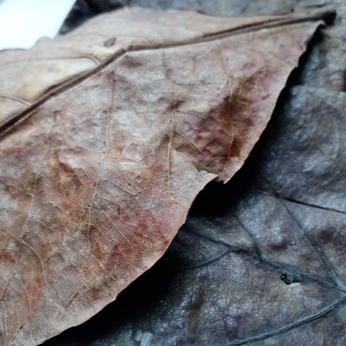 Feuilles de catappa x10 – moyennes (15–20 cm) – aquarium biotope