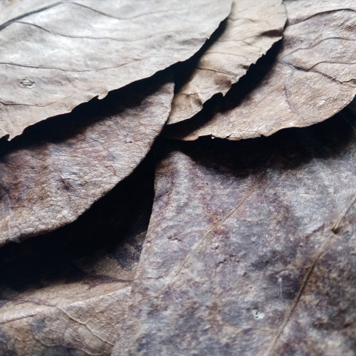Feuilles de catappa x10 – grandes (20–30 cm) – biotope aquarium crevette
