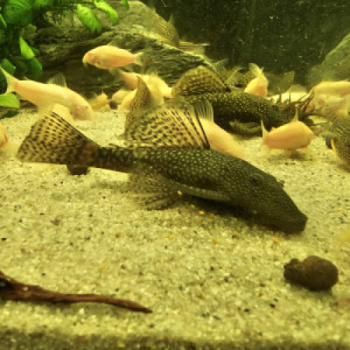 Reproducteurs Ancistrus 10 cms (1 femelle et 1 mâle)