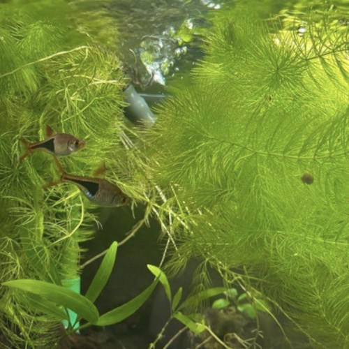 Ceratophyllum demersum