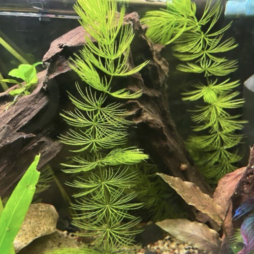 Ceratophyllum demersum