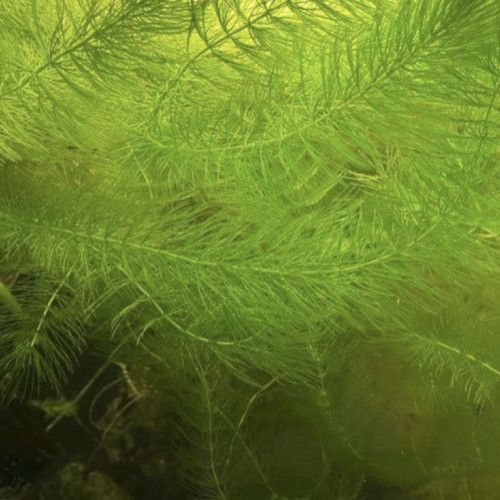 Ceratophyllum demersum