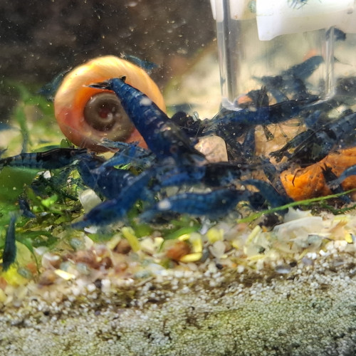 Crevette neocaridina blue velvet