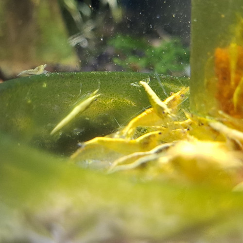 Crevettes neocaridina yellow neon