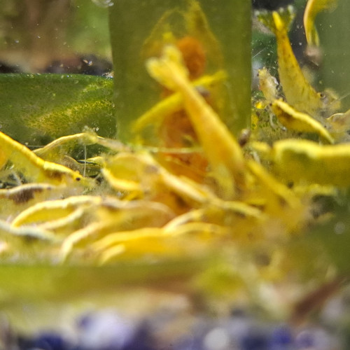 Crevettes neocaridina yellow neon