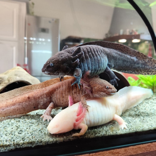 Donne 4 axolotls adultes dans le 13