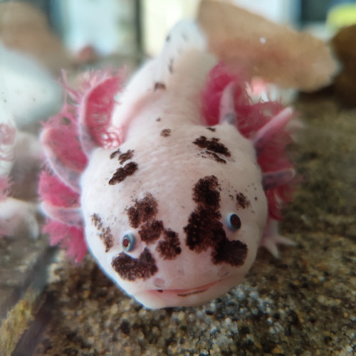Donne 4 axolotls adultes dans le 13