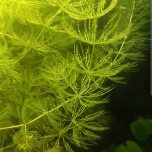 Ceratophyllum