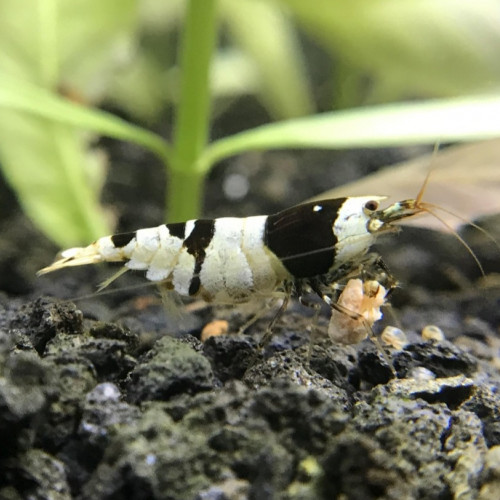 Crevettes Crystal Black (Taïwan bee mix) - 1 / 1,5cm