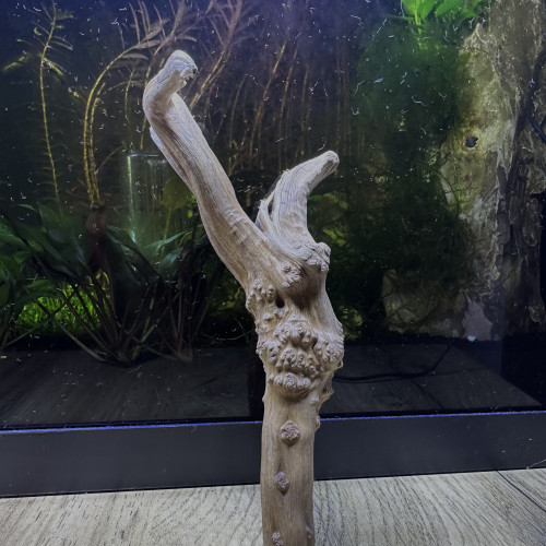Bois flotté pour aquarium