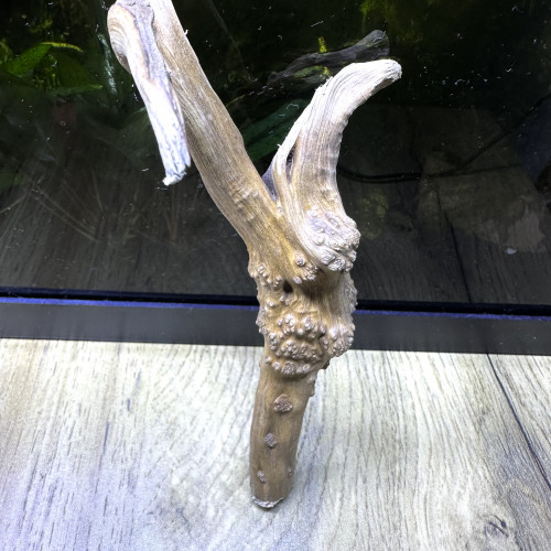 Bois flotté pour aquarium